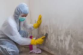 Environmental Consulting for Mold Prevention in Oakville, CT